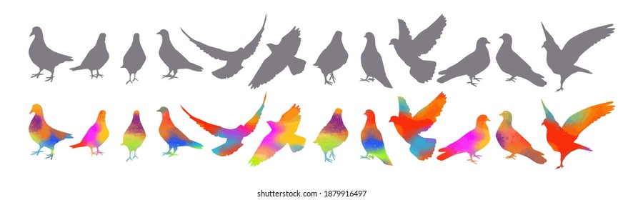 Bird watercolor. Set Colorful pigeons. T-shirt print. Vector illustration