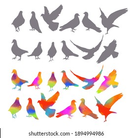 Bird watercolor. Set Colorful pigeons. T-shirt print. Vector illustration