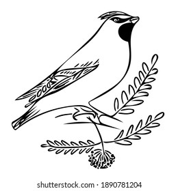 Bird the Waxwing sitting on a branch of Rowan. Vector doodle illustration for cute holiday design, logos and greeting cards.