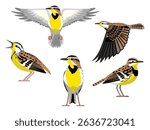 Bird Western Meadowlark Various Poses Fly Cartoon Vector