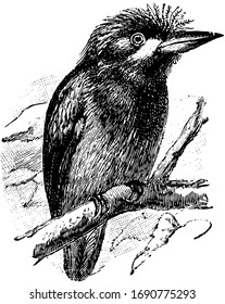 A bird which puffs its plumage, vintage line drawing or engraving illustration.