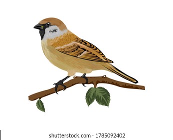 Bird with white background, vector illustration