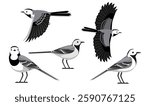 Bird White Wagtail Various Poses Cartoon Vector Character