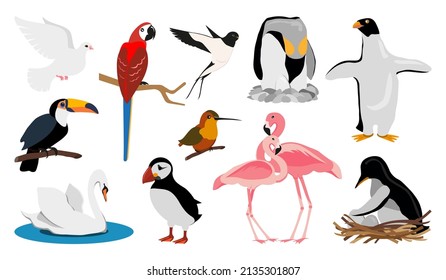 Bird wild urban tropical rare endangered flat set. Dove toucan swan swallow hummingbird flamingo puffin penguin parrot macaw swift nest brood egg simple sticker journal book badge isolated on white