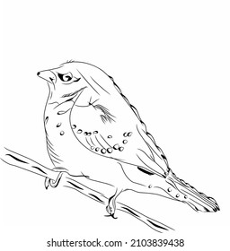 a bird wildlife as vector cartoon sketch design black and white line art graphic