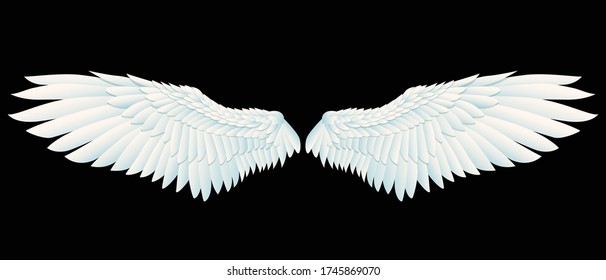 Bird wings isolated on black. Graphic vector