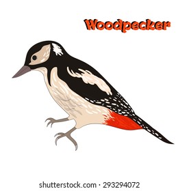 Bird woodpecker vector illustration