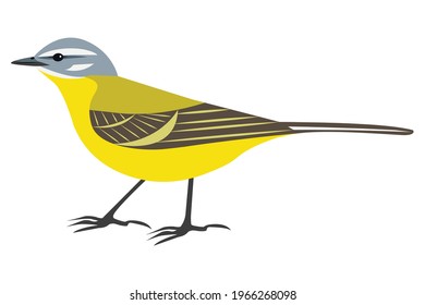 bird yellow wagtail vector, isolated on white background. Motacilla flava stock illustration 