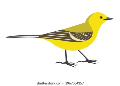 Bird Yellow-backed Wagtail (Motacilla lutea) isolated on white. Vector illustration