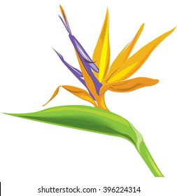 Bird-of-paradise flower