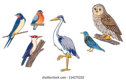 birds
