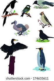 birds