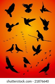 Birds