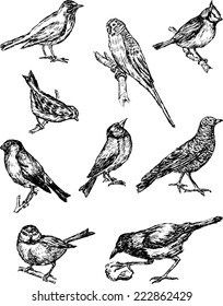 birds