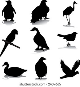 Birds