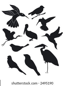 Birds