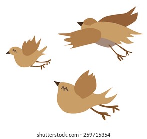 birds