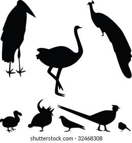 birds