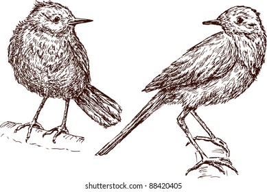 Birds