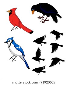 Birds