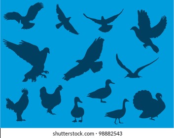 Birds