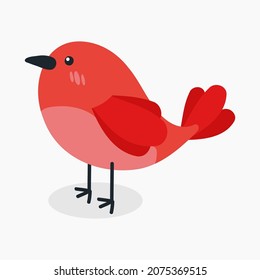  birds animal wildlife fly nature