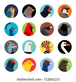 Bird's avatars