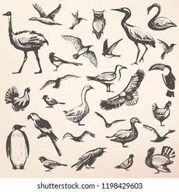 Birds big hand drawn collection, vector silhouettes in sketch style, wildlife template