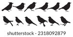 Bird's black silhouettes set. bird silhouettes. isolated on white background.