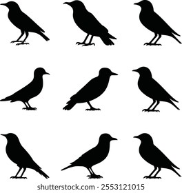 Bird's black silhouettes set. bird silhouettes.