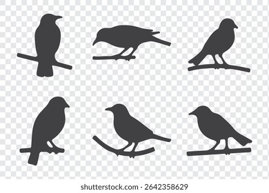 Bird's black silhouettes set. bird silhouettes. isolated on white background.