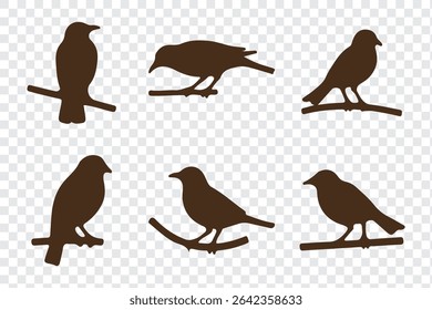 Bird's black silhouettes set. bird silhouettes. isolated on white background.