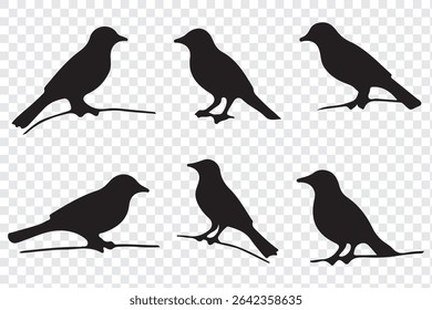 Bird's black silhouettes set. bird silhouettes. isolated on white background.