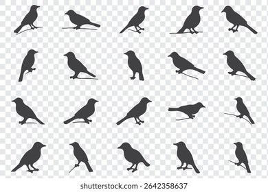 Bird's black silhouettes set. bird silhouettes. isolated on white background.