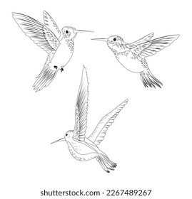 Birds black and white set. Collection of animals with wings and feathers, ornithology. Minimalistic creativity and art, sketch. Cartoon flat vector illustrations isolated on white background