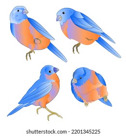 Birds Bluebird  Watercolor Vintage Set Of Four Vector