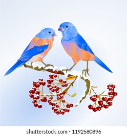 Birds Bluebirds  thrush small songbirdon on on snowy tree and berry winter background vintage vector illustration editable hand draw
