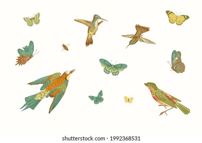 Birds and butterflies. Vector vintage illustration. Set