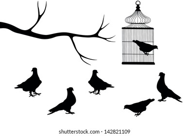 birds and cage