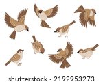 Birds cartoon set with isolated images of sitting flying sparrows in different poses on blank background vector illustration