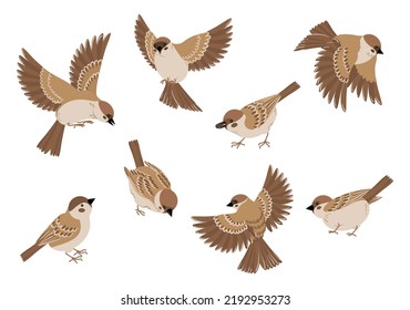 Dibujo de aves con imágenes aisladas de gorriones voladores sentados en diferentes poses sobre ilustración vectorial de fondo en blanco