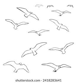 birds circle in the