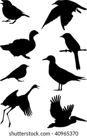 birds collection