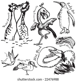 the birds collection 3