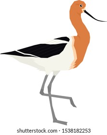 Birds collection American avocet Vector illustration Isolated object set