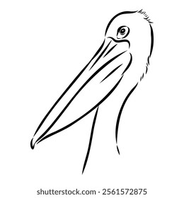 Birds collection Australian pelican bird isolated vector image Pelican Black and white vector