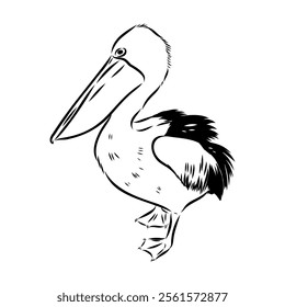 Birds collection Australian pelican bird isolated vector image Pelican Black and white vector