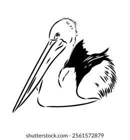 Birds collection Australian pelican bird isolated vector image Pelican Black and white vector