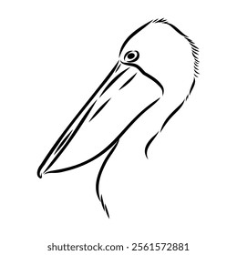 Birds collection Australian pelican bird isolated vector image Pelican Black and white vector