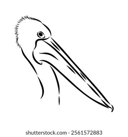 Birds collection Australian pelican bird isolated vector image Pelican Black and white vector